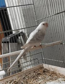 Coppie e novelli parrochetto dal groppone mutati