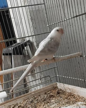 Coppie e novelli parrochetto dal groppone mutati