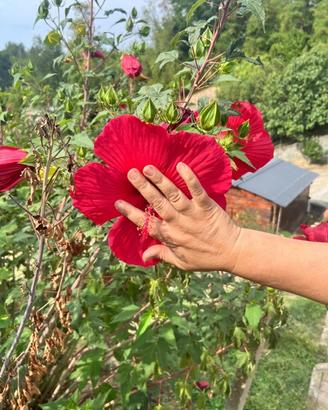 Hibisco gigante