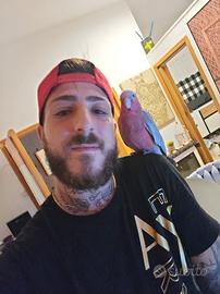 galah cacatua rosa & amazzone fronte blu