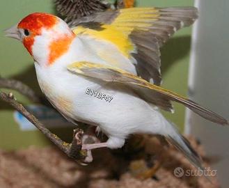 Cardellinin wuait kop