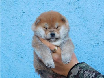 Stupendi cuccioli Shiba
