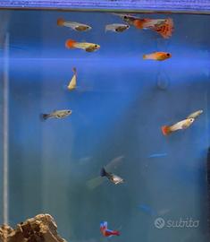 Guppy femmine