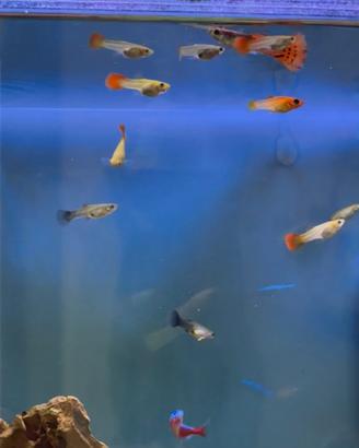 Guppy femmine