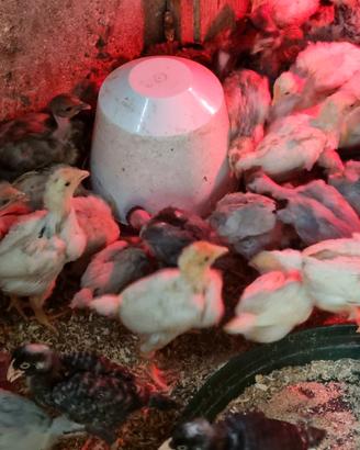 Pulcini