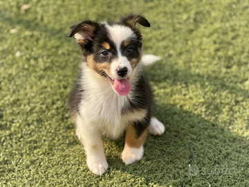 Pastore australiano con pedigree ENCI