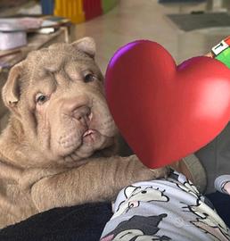 Shar Pei maschietto(Lillac)