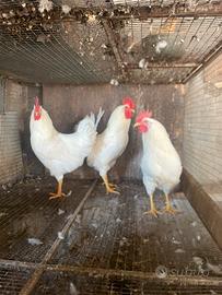 Galli di varie colorazioni