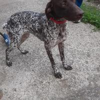 Cucciola di Kurzhaar