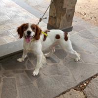 EPAGNEUL BRETON x monta