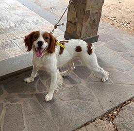 EPAGNEUL BRETON x monta