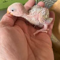 Pappagalli inseparabili