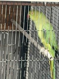 Parrocchetto dal collare femmina