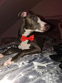 Whippet maschio senza pedigree per monta