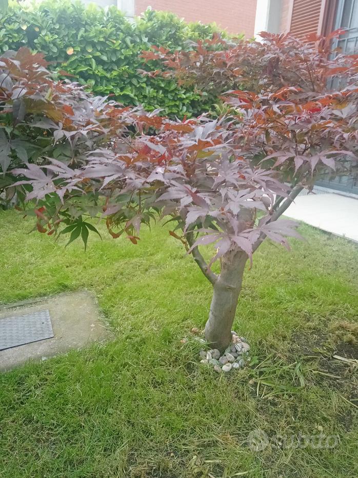 Acero Rosso Giapponese tantissime Varietà - Giardino e Fai da te In vendita  a Caserta