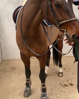 Cavallo sella italiano