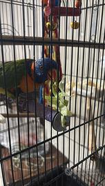 Lori arcobaleno
