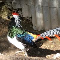 Fagiani lady dorato rosso e giallo