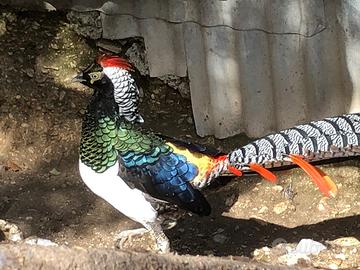 Fagiani lady dorato rosso e giallo