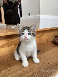 Gatti Scottish straight