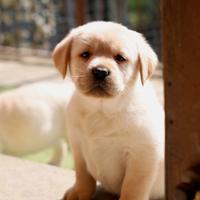 Cucciolo labrador