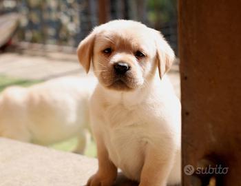 Cucciolo labrador