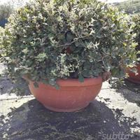Cuscini di leccio per addobbi