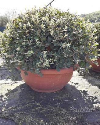 Cuscini di leccio per addobbi
