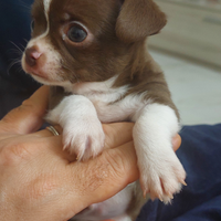 Chihuahua elfi mini , maschietti