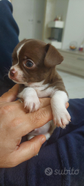 Chihuahua elfi mini , maschietti