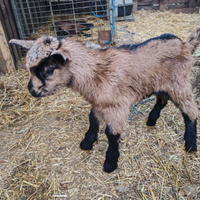 Capretti camosciata delle Alpi