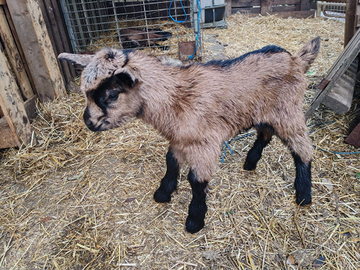 Capretti camosciata delle Alpi