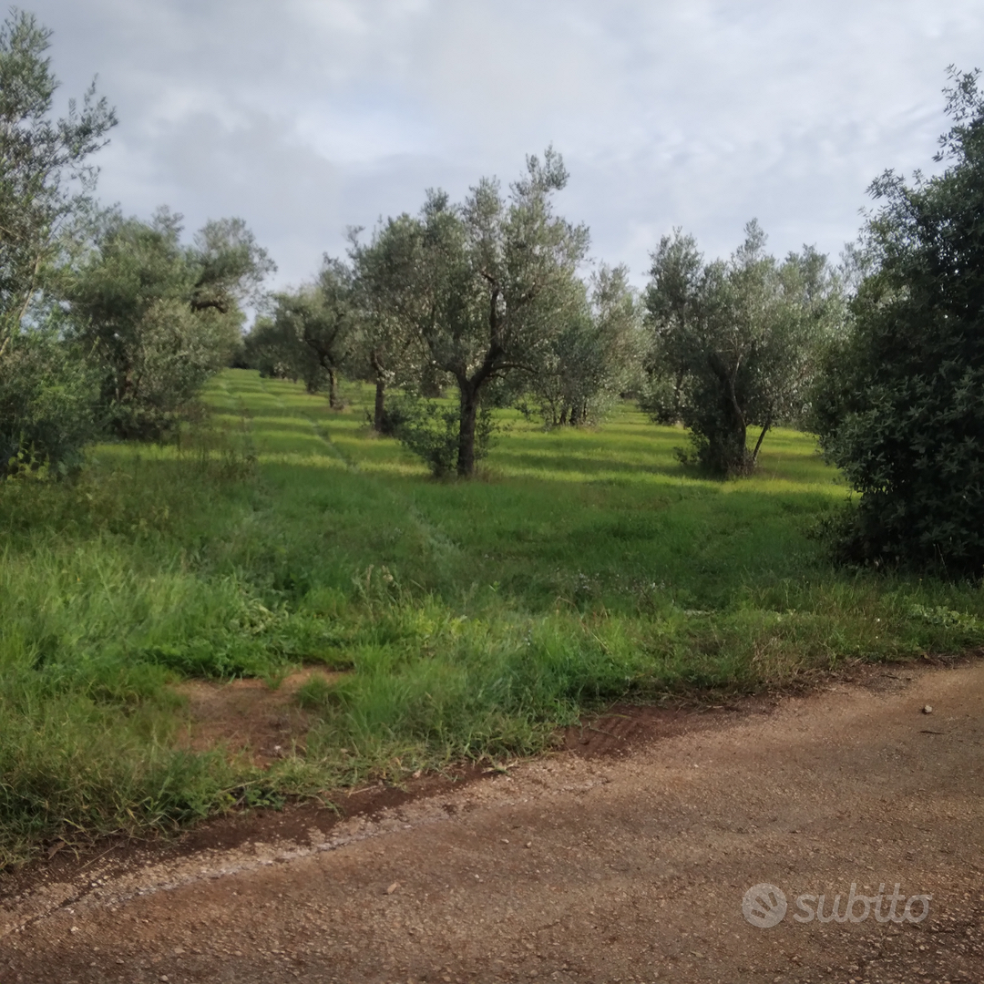 Terreno uliveto - Vista 2