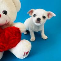 Cucciolo di chihuahua mini