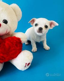 Cucciolo di chihuahua mini