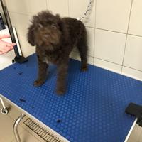 Lagotto 4 mesi