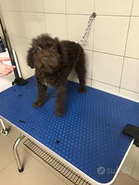 Lagotto 4 mesi