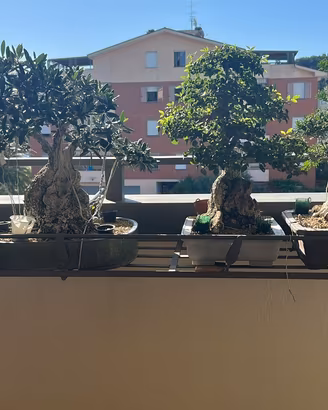 BONSAI
