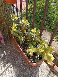 Piante 