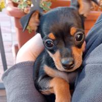 Pinscher nano Teramo