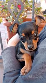 Pinscher nano Teramo