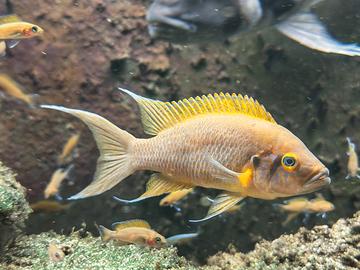 Neolamprologus daffodil ciclidi Tanganica