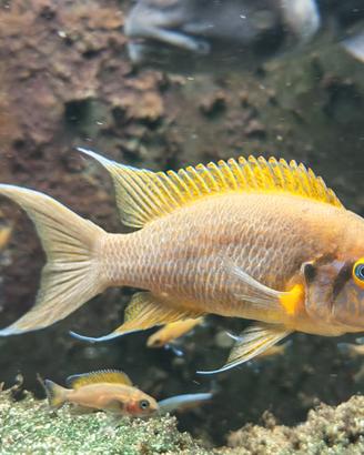 Neolamprologus daffodil ciclidi Tanganica