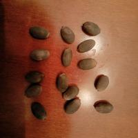 15 semi di Fiore di Loto