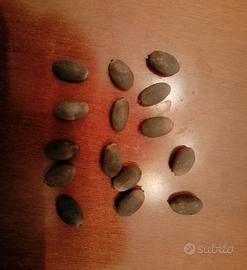 15 semi di Fiore di Loto