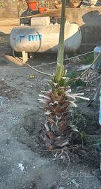 Palme e cycas