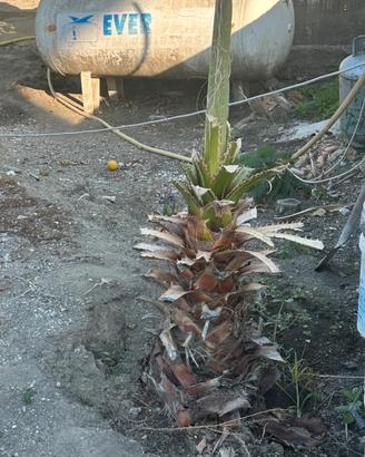 Palme e cycas
