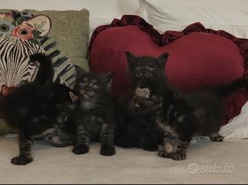 Maine Coon cuccioli