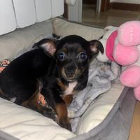 Cucciola pincher di 2 mesi