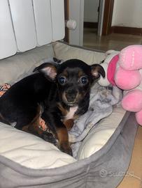 Cucciola pincher di 2 mesi